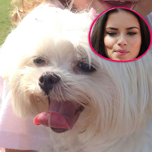 Adriana Lima sucht verzweifelt ihr Hündchen Ivy Adriana Lima sucht verzweifelt ihr Hündchen Ivy