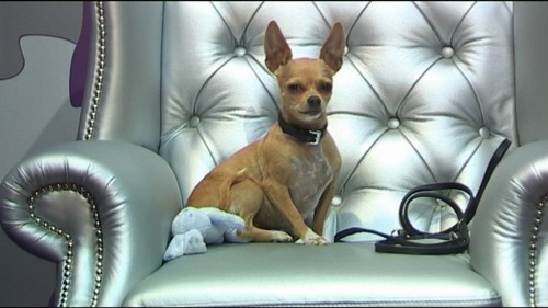 Big Brother - Shaya zeiht ins BB-Haus
