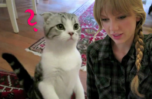 Taylor Swift gab ihrer Katze Meredith Nachhilfe Taylor Swift gab ihrer Katze Meredith Nachhilfe