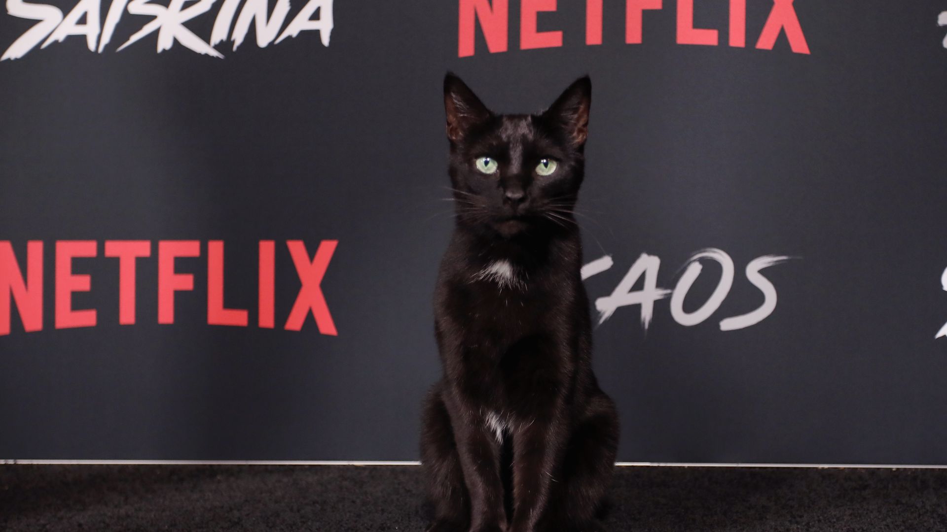 "Sabrina"Reboot Katze Salem wird zum RedCarpetStar Promiflash.de