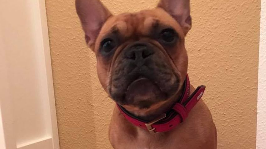 Angelina Hegers Hund Lotti vor dem Geburtstagswurstkuchen
