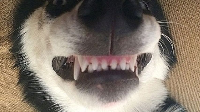 Anuko, der grimmige Husky