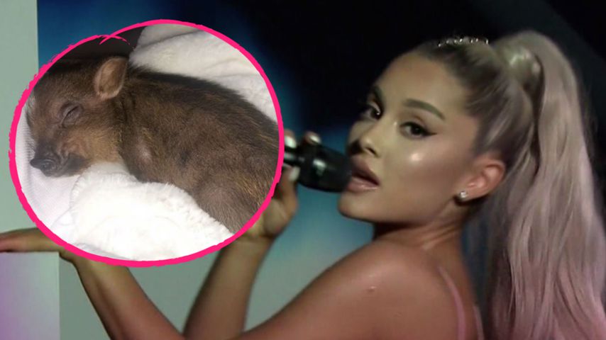 Rätsel-Musikvideo: Ariana Grande zeigt nur ihr Schweinchen!