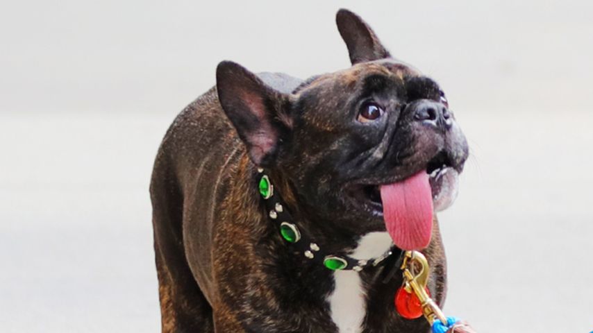Carrie Fishers Bulldogge Gary