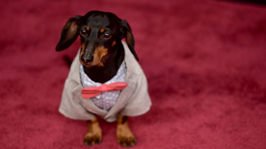 Im Anzug auf Red Carpet: Insta-Dog Crusoe bekommt 'nen Award