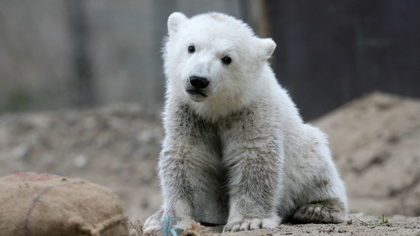 Eisbär Knut im April 2017