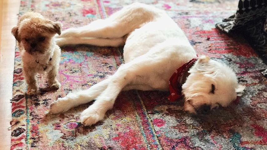 Olivia Wildes Hunde Elvis und Paco