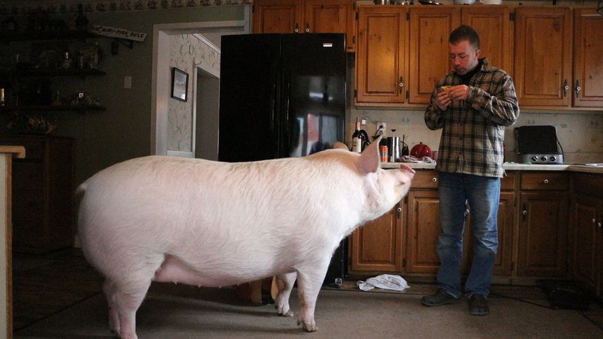 300-Kilo-Sau: Esther the Wonder Pig wird Social-Media-Star!