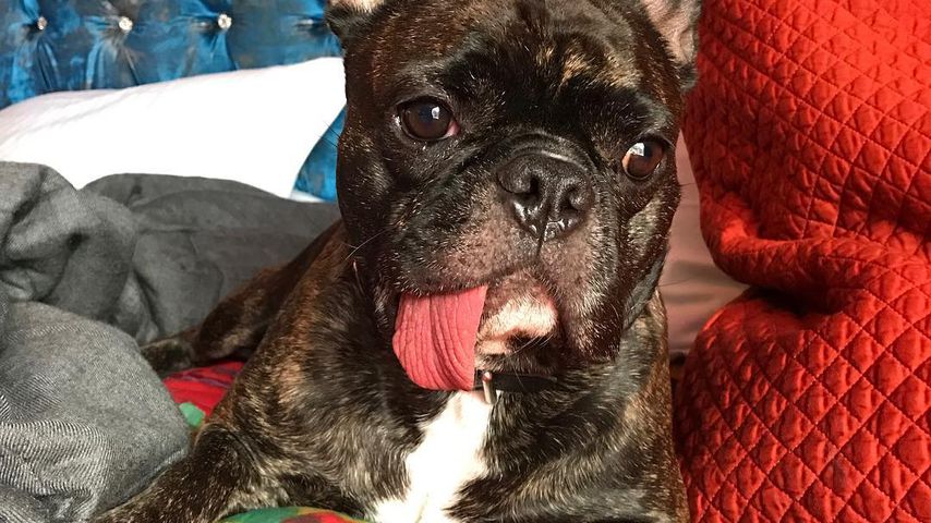 Gary Fisher, Hund von Carrie Fisher