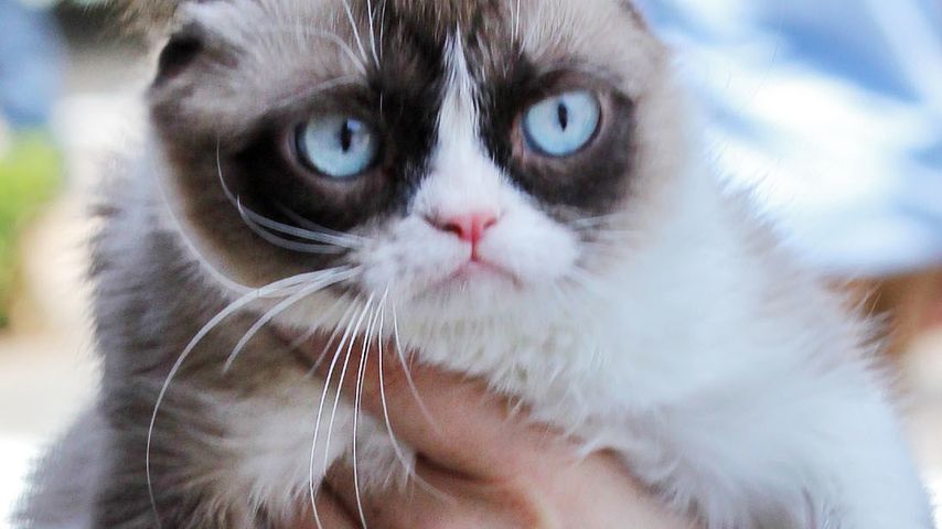 Grumpy Cat