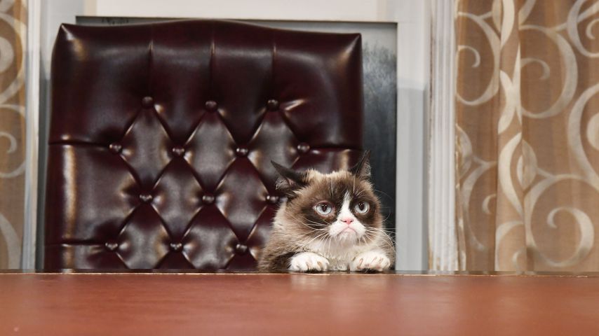 Phänomen Grumpy Cat: Darum wird sie von allen so geliebt!