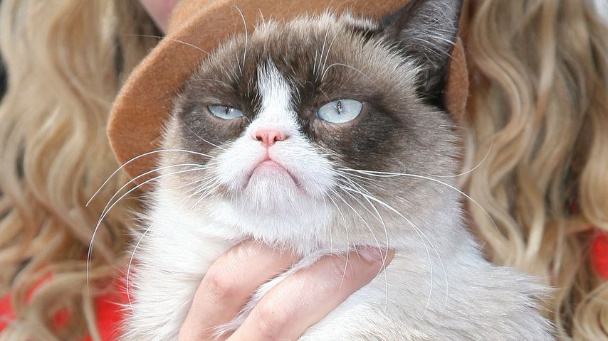 Grumpy Cat