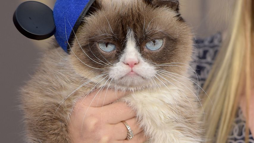 Grumpy Cat