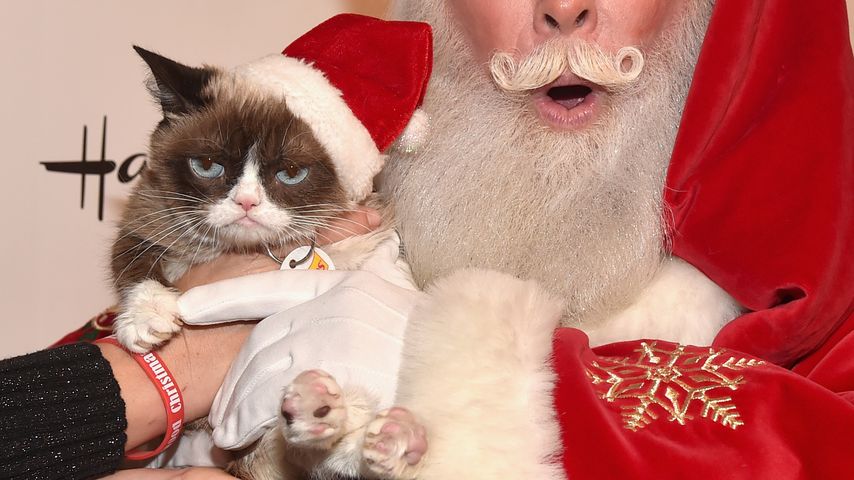 Grumpy Cat