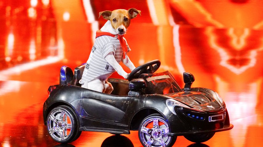 Hund Pepsi bei "Das Supertalent"