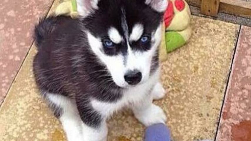 Husky Anuko als Welpe