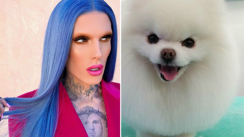 YouTuber Jeffree Star untröstlich: Sein Hund (†9) ist tot!