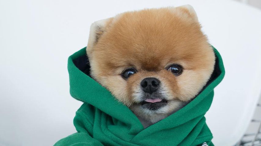 Wuff, wuff, Welthundetag: Das sind die coolsten Insta-Dogs!