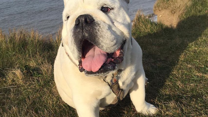 Jodie Marshs Bulldogge Louie