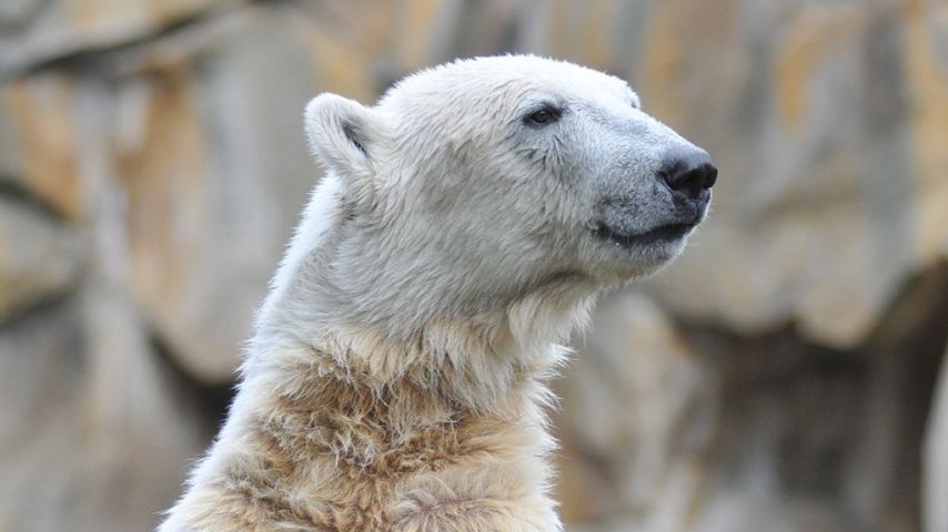 Knut