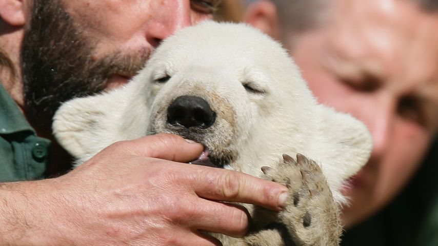 Knut