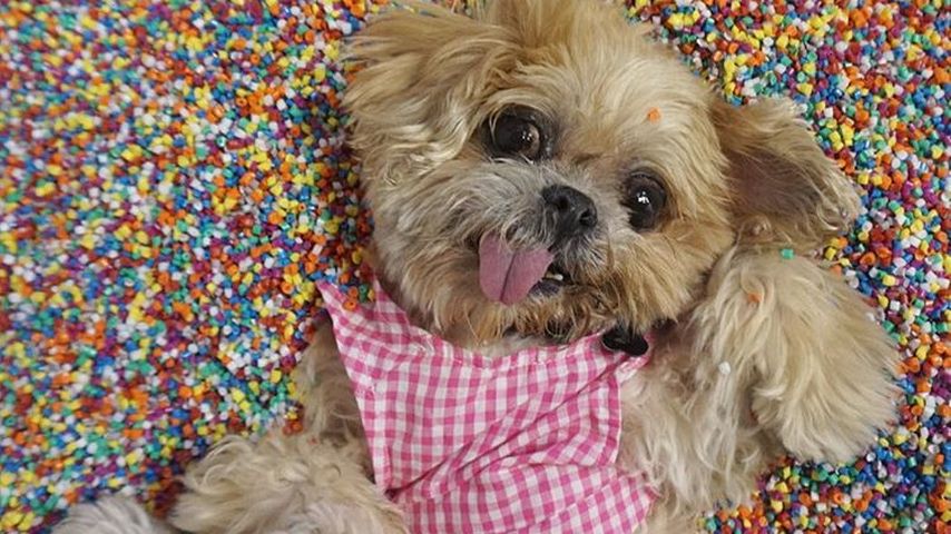 Marnie the Dog