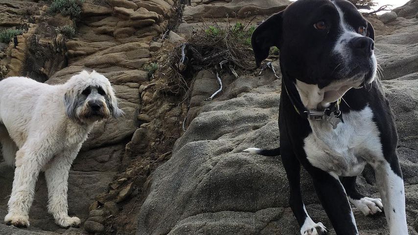 Mary Jane und Dora – Zwei der Hunde von Miley Cyrus und Liam Hemsworth