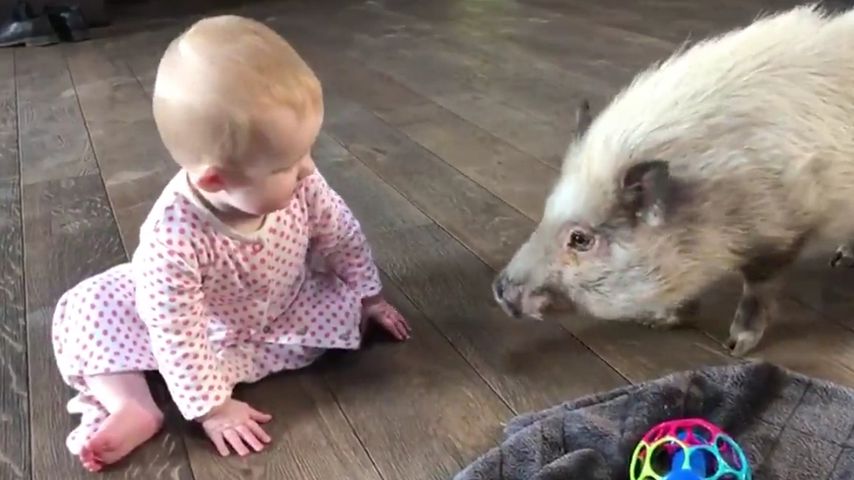 Supersüß: Mia Rose Müller spielt mit Hausschweinchen Uwe!