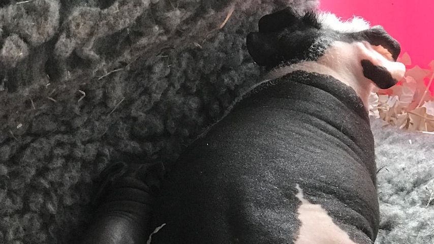 Katie Prices Skinny Pigs