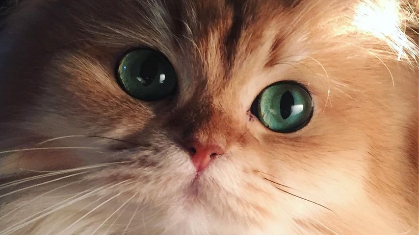 Smoothie the Cat, Instagram-Star