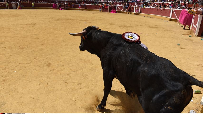 Stier beim Stierkampf in Spanien