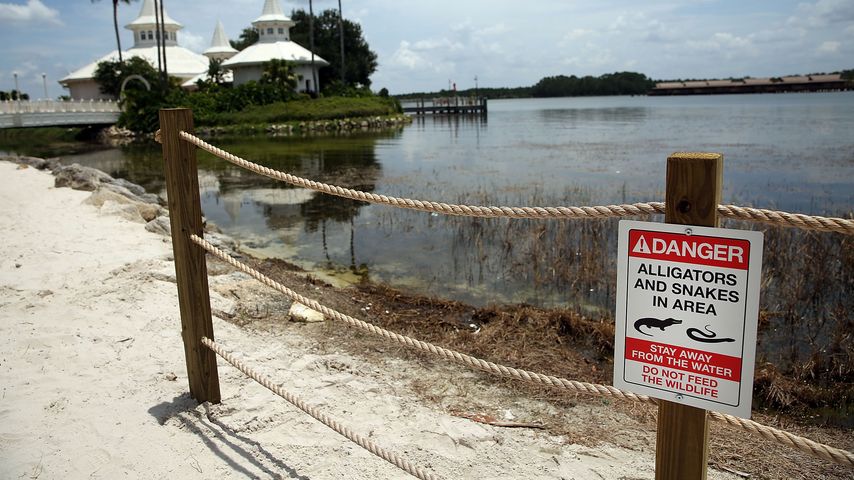 Strandabschnitt im Disney-Resort, an dem die Alligatorattacke geschah