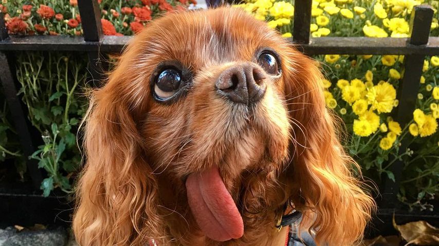 Trauer um Toast the Dog: Einer der 1. Insta-Tierstars tot!