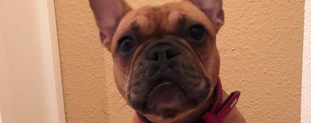 Angelina Hegers Hund Lotti vor dem Geburtstagswurstkuchen Angelina Hegers Hund Lotti vor dem Geburtstagswurstkuchen