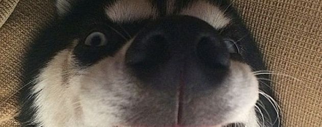 Anuko, der grimmige Husky Anuko, der grimmige Husky