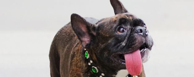 Carrie Fishers Bulldogge Gary Carrie Fishers Bulldogge Gary
