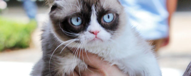 Grumpy Cat Grumpy Cat