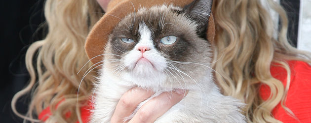 Grumpy Cat Grumpy Cat