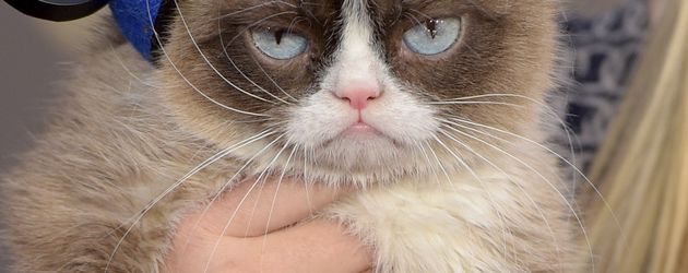 Grumpy Cat Grumpy Cat