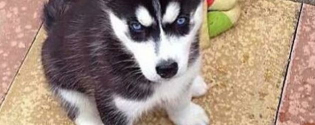 Husky Anuko als Welpe Husky Anuko als Welpe