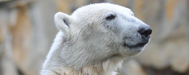 Knut Knut