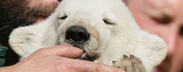 Knut Knut