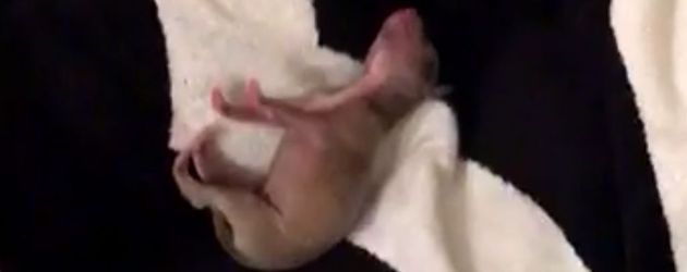 Kylie Jenners Welpen Kylie Jenners Welpen