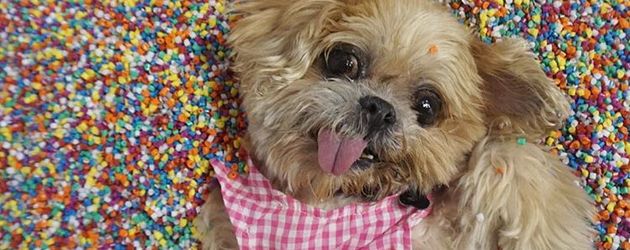 Marnie the Dog Marnie the Dog