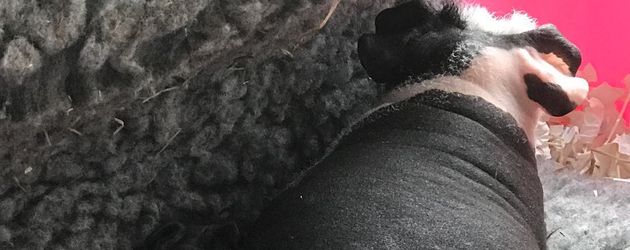 Katie Prices Skinny Pigs Katie Prices Skinny Pigs