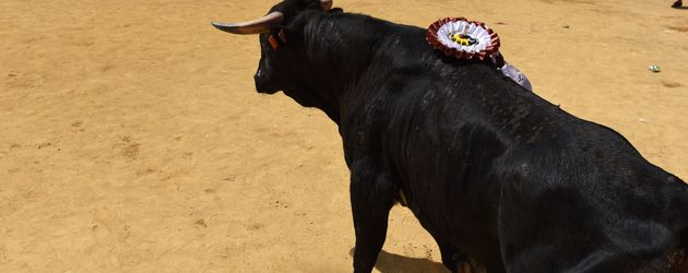Stier beim Stierkampf in Spanien Stier beim Stierkampf in Spanien