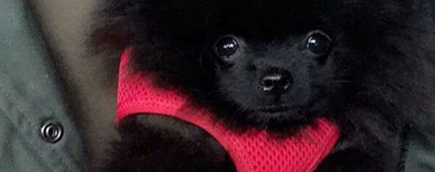 Dagi Bees Hund Zula Dagi Bees Hund Zula